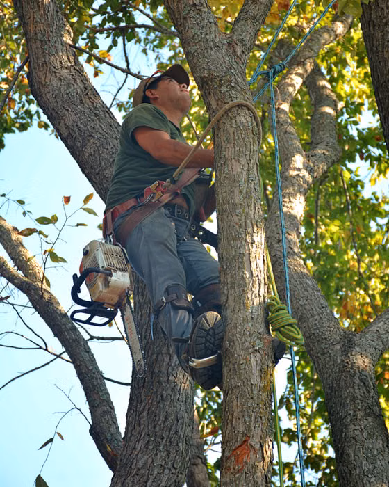 An arborist in a harness and helmet climbing a tree with a chainsaw