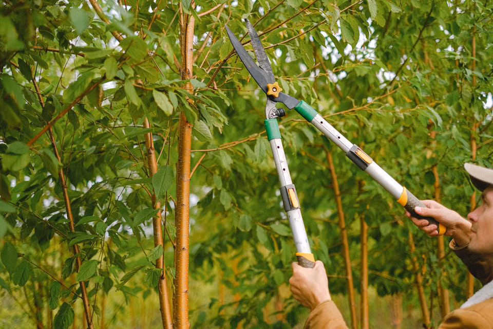 Secateurs making a cut on a leafy branch